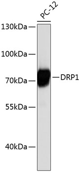 DRP1 Rabbit pAb
