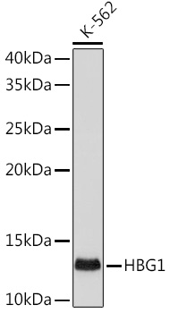 HBG1 Rabbit mAb