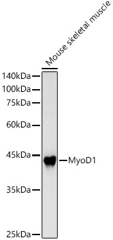 MyoD1 Rabbit pAb