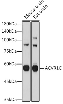 ACVR1C Rabbit pAb