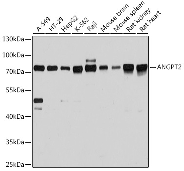 ANGPT2 Rabbit pAb