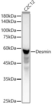 Desmin Rabbit pAb