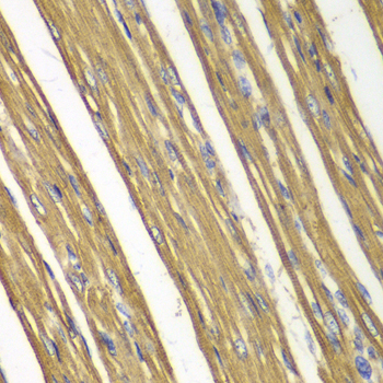 Caspase-7 Rabbit pAb