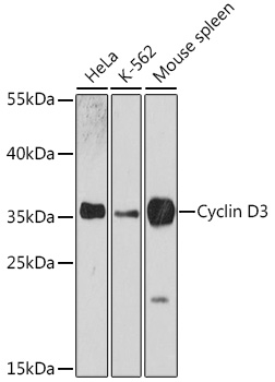 [KO Validated] Cyclin D3 Rabbit pAb
