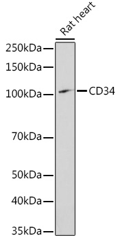 CD34 Rabbit pAb