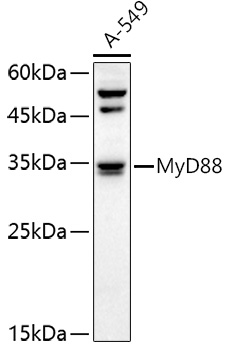 MyD88 Rabbit pAb