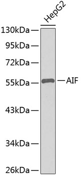 AIF Rabbit pAb