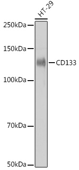 [KO Validated] CD133 Rabbit mAb