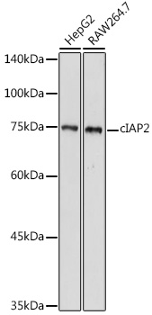 cIAP2 Rabbit pAb