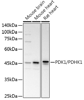 PDK1/PDHK1 Rabbit pAb