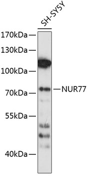 NUR77 Rabbit pAb