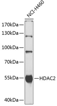 HDAC2 Rabbit pAb