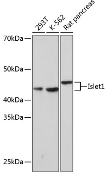 Islet1 Rabbit mAb
