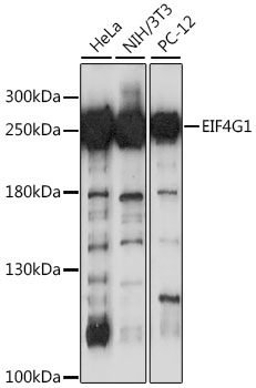 EIF4G1 Rabbit pAb
