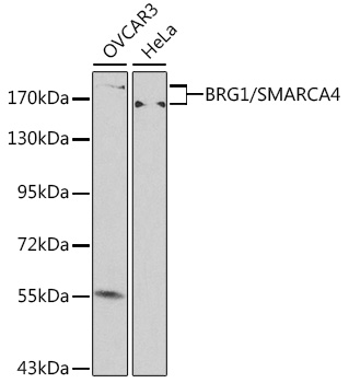 [KO Validated] BRG1/SMARCA4 Rabbit pAb