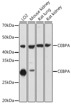 CEBPA Rabbit pAb