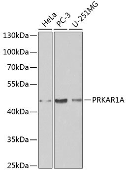 [KO Validated] PRKAR1A Rabbit pAb