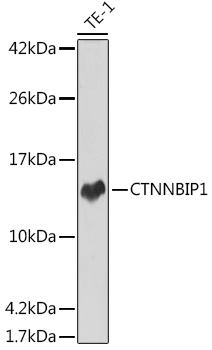 CTNNBIP1 Rabbit mAb