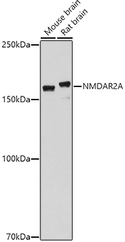 NMDAR2A Rabbit pAb