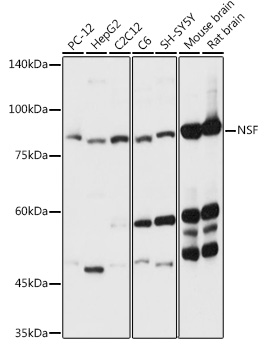 NSF Rabbit pAb