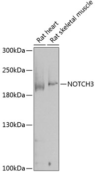 NOTCH3 Rabbit pAb