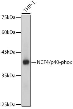 NCF4/p40-phox Rabbit mAb