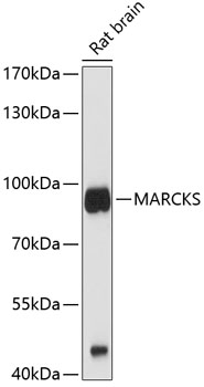 MARCKS Rabbit pAb