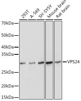 VPS24 Rabbit mAb
