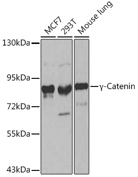 _-Catenin Rabbit pAb