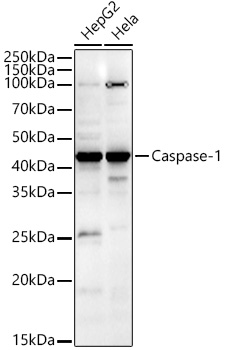 Caspase-1 Rabbit pAb