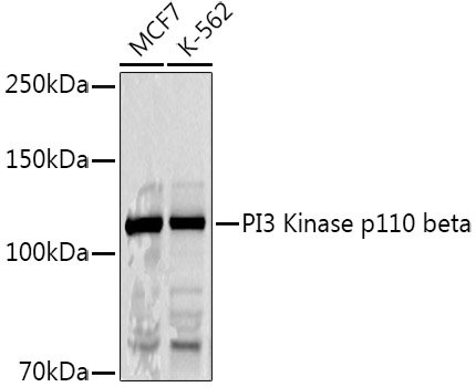 PI3 Kinase p110 beta Rabbit pAb