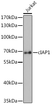 cIAP1 Rabbit pAb