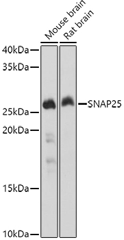 SNAP25 Rabbit pAb