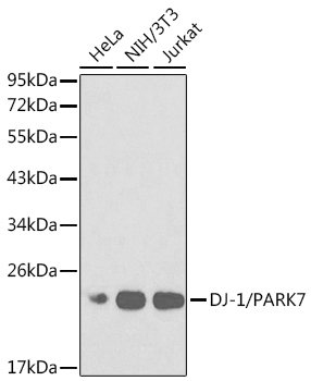 [KO Validated] DJ-1/PARK7 Rabbit pAb