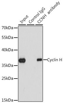 Cyclin H Rabbit pAb