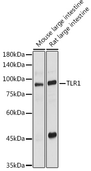 TLR1 Rabbit pAb