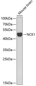 NCK1 Rabbit pAb