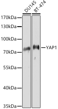 YAP1 Rabbit pAb