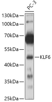 KLF6 Rabbit pAb