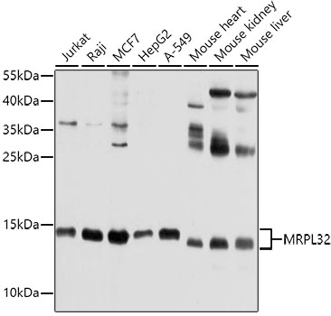 MRPL32 Rabbit pAb