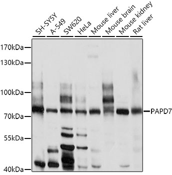 PAPD7 Rabbit pAb