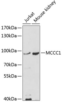MCCC1 Rabbit pAb