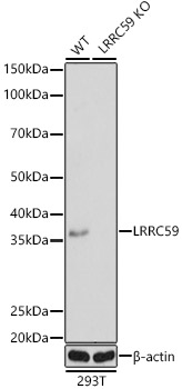 [KO Validated] LRRC59 Rabbit pAb