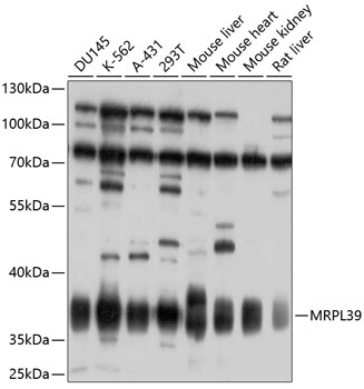 MRPL39 Rabbit pAb