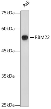 RBM22 Rabbit pAb
