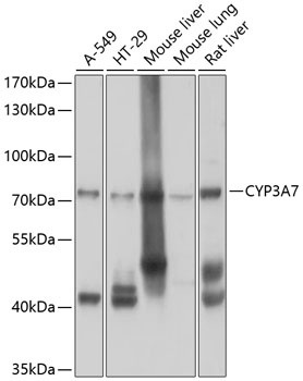 CYP3A7 Rabbit pAb