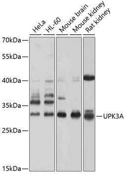 UPK3A Rabbit pAb