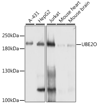 [KO Validated] UBE2O Rabbit pAb