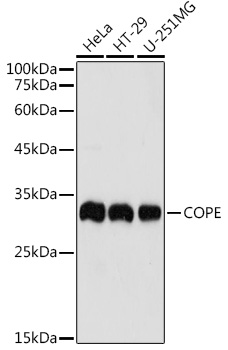 COPE Rabbit pAb