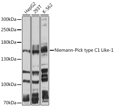 Niemann-Pick type C1 Like-1 Rabbit pAb
